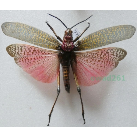 Phymateus saxosus (Coquerel, 1862) Madagascar77b
